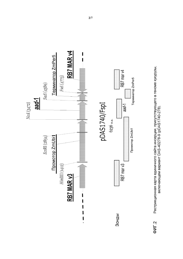 Событие das-40278-9 aad-1, родственные линии трансгенной кукурузы и их событие-специфическая идентификация (патент 2614120)