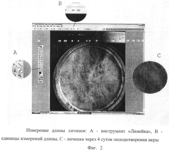 Способ оценки и сохранения морфометрических характеристик биологических объектов аквакультуры (патент 2437282)