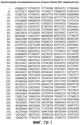 Слитые белки карциноэмбрионального антигена (патент 2380375)