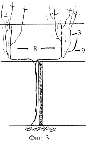 Способ ведения виноградных кустов (патент 2290782)