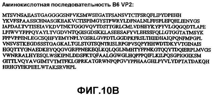 Способ выявления парвовируса b19 человека в биологическом образце (варианты) и набор для его осуществления (патент 2301263)