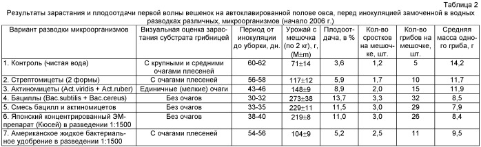 Способ бациллярной термоанаэробной подготовки качественного соломистого субстрата для интенсивного нестерильного культивирования вешенки обыкновенной (патент 2409019)