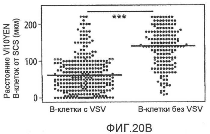 Нацеливание на антигенпрезентирующие клетки иммунонанотерапевтических средств (патент 2497542)