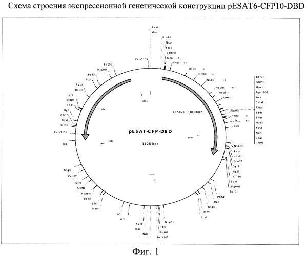 Рекомбинантная плазмида pesat6-cfp10-dbd, рекомбинантный штамм escherichia coli m15 [prep4, pesat6-cfp10-dbd], способ получения, иммобилизации, концентрирования и очистки рекомбинантного белка esat6-cfp10-dbd на декстране, рекомбинантный белок esat6-cfp10-dbd и иммуногенная композиция, содержащая белок esat6-cfp10-dbd (патент 2539026)