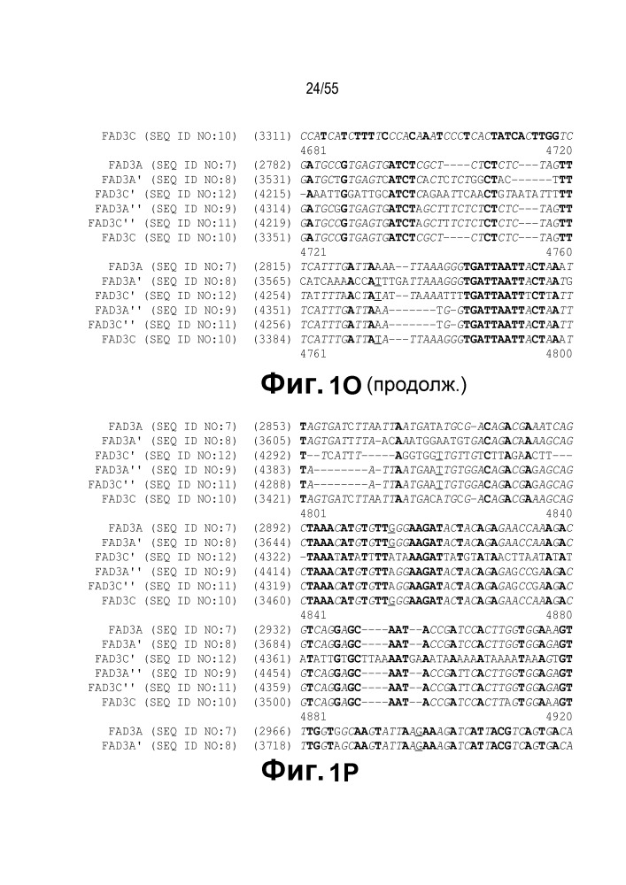 Локусы fad3 для выполнения операций и соответствующие связывающиеся со специфическими сайтами-мишенями белки, способные к вызову направленных разрывов (патент 2665811)