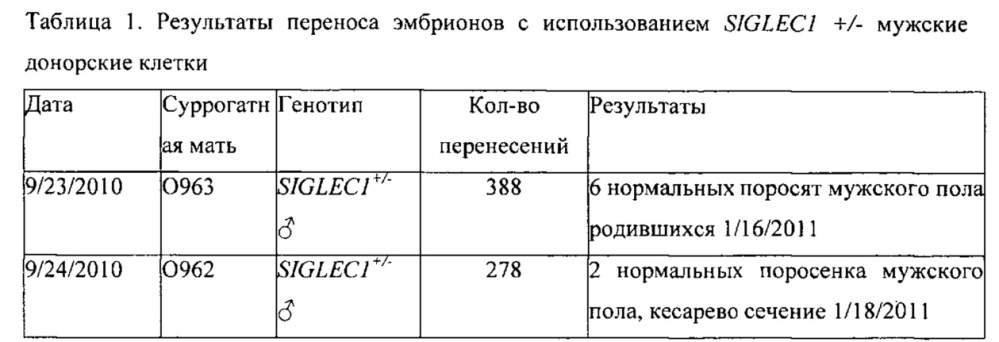 Животные, устойчивые к вирусу репродуктивно-респираторного синдрома свиней (патент 2644673)