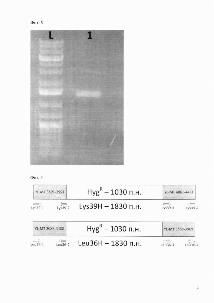Способ репликации человеческого митохондриального генома в клетках дрожжей yarrowia lipolytica (патент 2660715)
