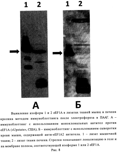 Синтетический пептид для получения моноспецифичных антител против изоформы 2 эукариотического фактора элонгации трансляции 1а (патент 2562880)