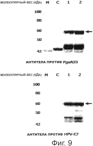 Стабильный вектор конститутивно высокой экспрессии для получения вакцины против впч и трансформированные этим вектором рекомбинантные молочнокислые бактерии (патент 2492240)