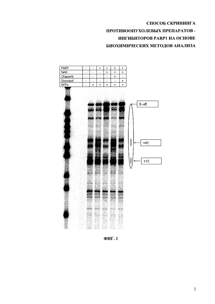 Способ скрининга противоопухолевых препаратов - ингибиторов parp1 на основе биохимических методов анализа (патент 2639535)