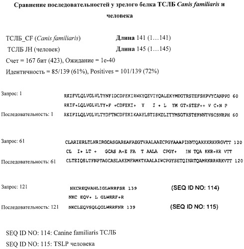 Собачий тимусный стромальный лимфопоэтический белок и его применение (патент 2457217)