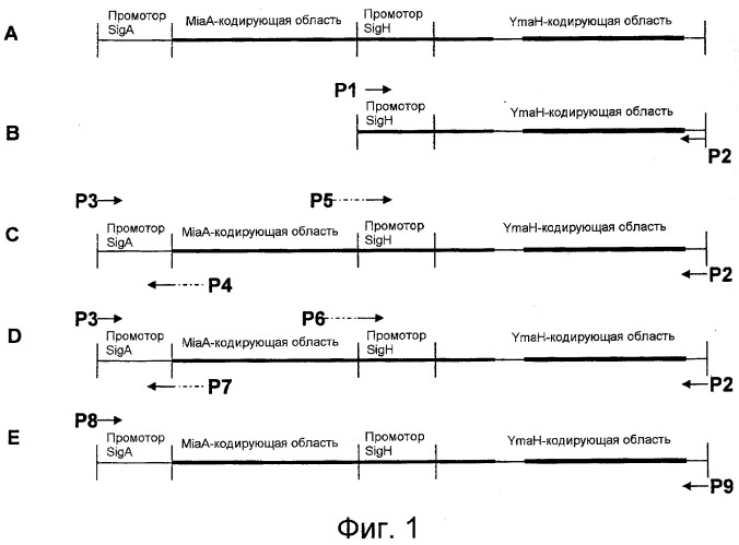 Улучшенная продукция белка в bacillus (патент 2515112)