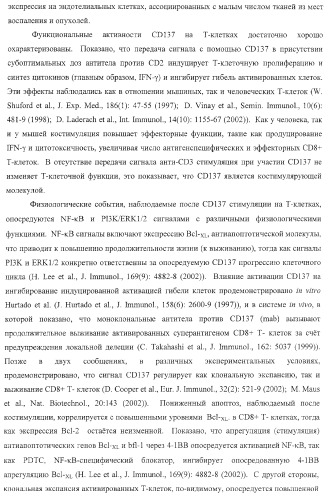 Человеческие антитела против человеческого 4-1вв (cd137) (патент 2376316)