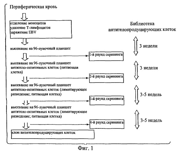 Моноклональные антитела, которые связываются с hgm-csf, и содержащие их композиции медицинского назначения (патент 2517596)