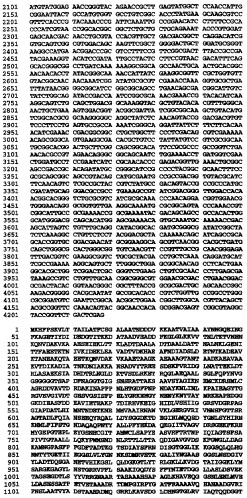 Гетерологичная экспрессия белков neisseria (патент 2299906)