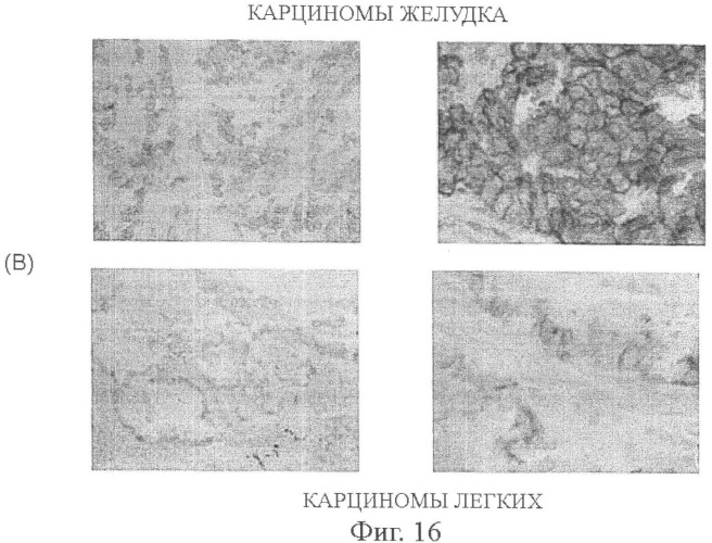 Моноклональные антитела к клаудину-18 для лечения рака (патент 2445319)