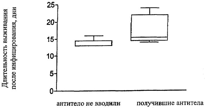 Специфичные в отношении вируса бешенства нейтрализующие моноклональные антитела человека и нуклеиновые кислоты и связанные с ними способы (патент 2272809)