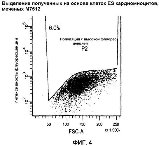 Способ отбора кардиомиоцитов с использованием внутриклеточных митохондрий в качестве индикатора (патент 2371478)