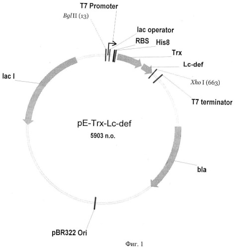 Рекомбинантная плазмидная днк pе-trx-lc-def, штамм escherichia coli для экспрессии антимикробного пептида дефенсина чечевицы lens culinaris и способ получения указанного пептида (патент 2456345)