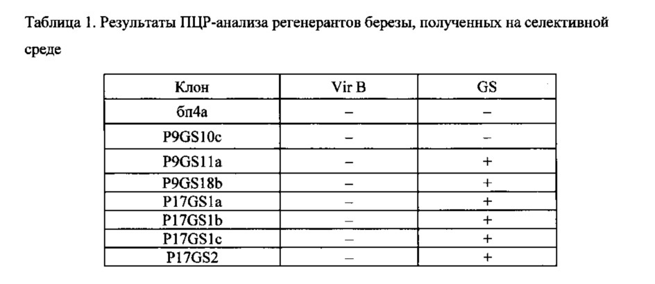 Триплоидная трансгенная линия березы с повышенной скоростью роста (патент 2616288)