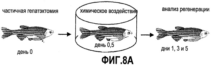 Способ стимуляции регенерации тканей (патент 2480213)