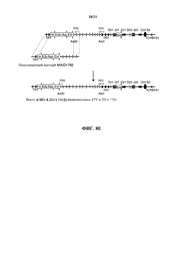 Генетически модифицированные в отношении т-клеточного рецептора мыши (патент 2661106)