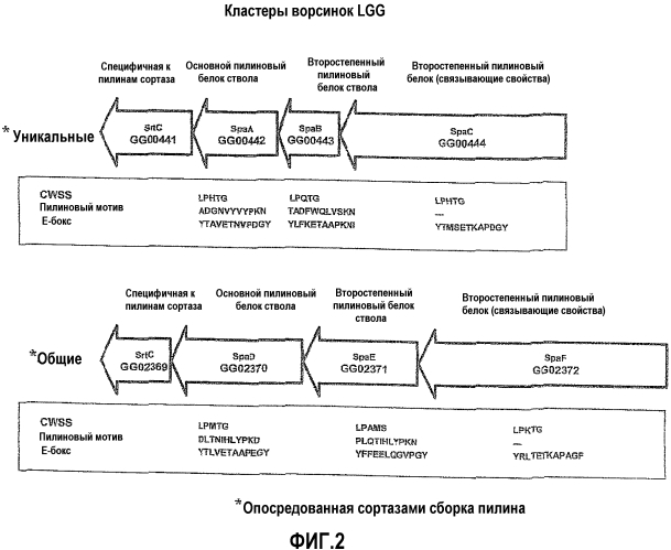 Новые пептиды и способы их получения (патент 2583579)