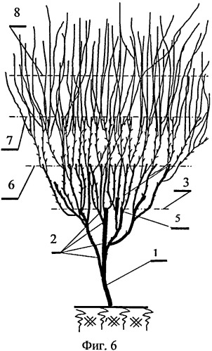 Способ формирования кроны плодовых деревьев и ягодных культур (патент 2486746)