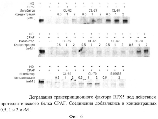 Применение индол-3-ил-глиоксиламидов для подавления хламидийной инфекции (патент 2493259)