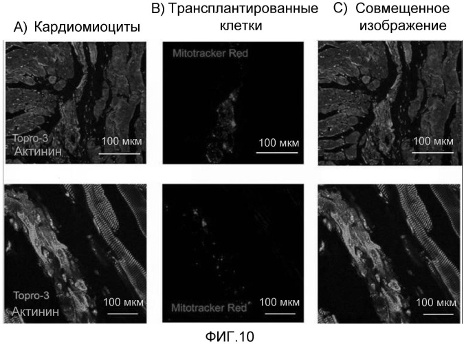 Способ конструирования массы миокардиальных клеток и применение массы миокардиальных клеток (патент 2467066)