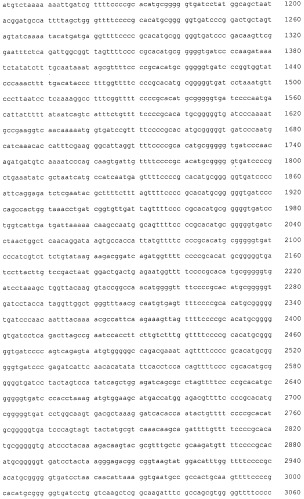 Штамм lactobacillus paracasei subspecies paracasei, обладающий антимикробными и иммуномодулирующими свойствами, и пищевой продукт на его основе (патент 2501850)