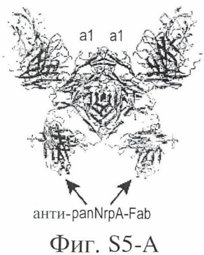 Антитело против pannrpa (варианты) (патент 2454427)