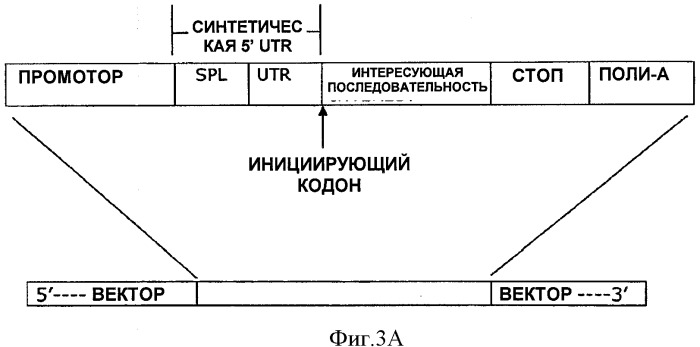 Синтетические 5 utr (нетранслируемые области), экспрессионные векторы и способ повышения трансгенной экспрессии (патент 2524431)