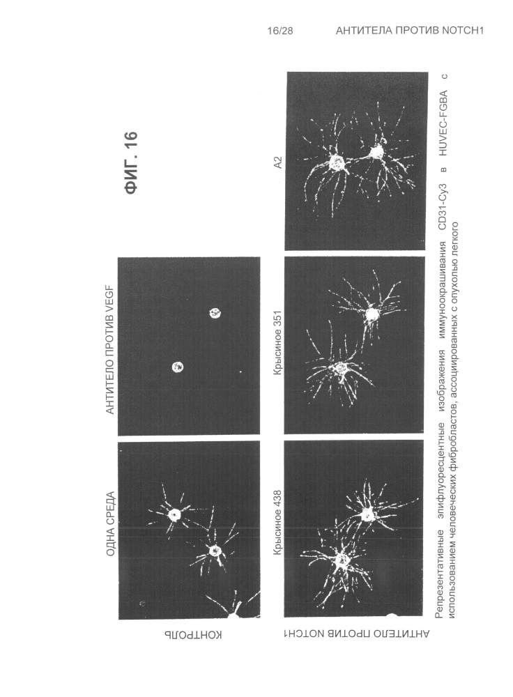 Антитела против notch1 (патент 2622083)