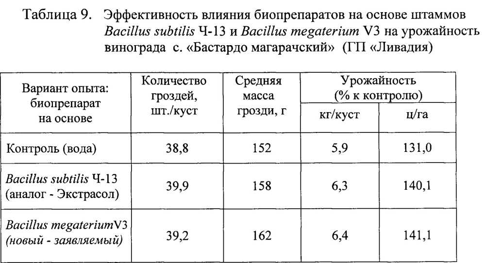 Штамм бактерий bacillus megaterium v3 в качестве средства для ускорения роста и увеличения продуктивности винограда, зерновых, овощных и древесных культур (патент 2649359)