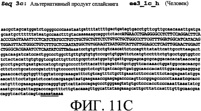 Ее3-семейство белков и соответствующие днк-последовательности (патент 2333918)