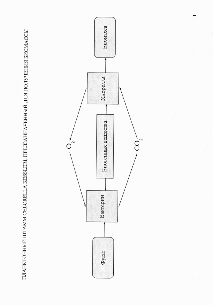 Планктонный штамм chlorella kessleri, предназначенный для получения биомассы (патент 2613424)