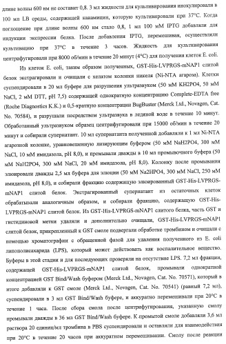 Способ получения фактора, связанного с контролем над потреблением пищи и/или массой тела, полипептид, обладающий активностью подавления потребления пищи и/или прибавления в весе, молекула нуклеиновой кислоты, кодирующая полипептид, способы и применение полипептида (патент 2418002)