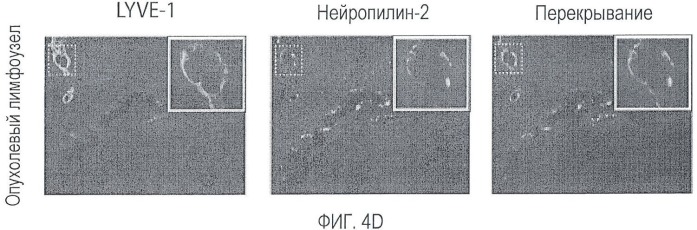 Ингибирование метастазов опухоли антителами против нейропилина-2 (патент 2437677)