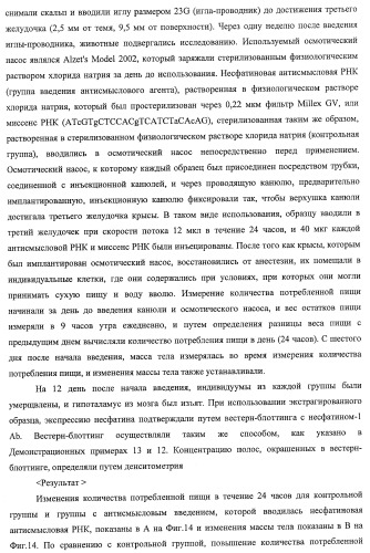 Способ получения фактора, связанного с контролем над потреблением пищи и/или массой тела, полипептид, обладающий активностью подавления потребления пищи и/или прибавления в весе, молекула нуклеиновой кислоты, кодирующая полипептид, способы и применение полипептида (патент 2418002)