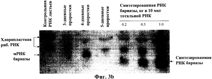 Молекулярный контроль сегрегации трансгенов и их утечки с использованием системы возмещаемого блокирования функции (патент 2270866)