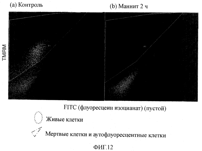 Способ индукции гибели плюрипотентных стволовых клеток и дифференцированных клеток, отличных от кардиомиоцитов (патент 2551778)