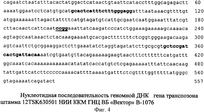 Штамм бактерий fusobacterium necrophorum subspecies necrophorum для изготовления диагностических и профилактических препаратов против некробактериоза животных (патент 2347806)