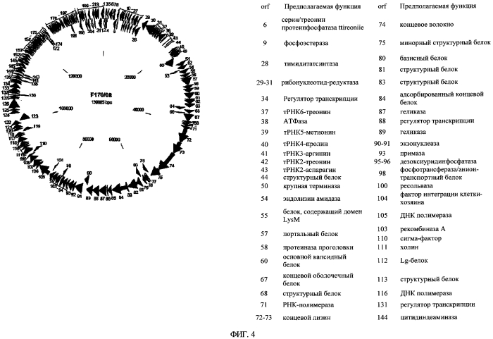 Бактериофаг, обладающий активностью против pseudomonas aeruginosa, белки бактериофага и способы их применения (патент 2580248)