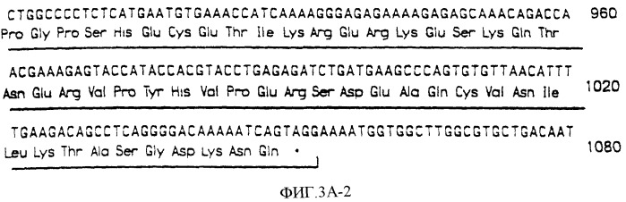 Нуклеиновые кислоты, кодирующие рецептор ctla-4 кошки, вектор, клетки-хозяева, вакцины, олигонуклеотиды, полипептиды ctla-4 кошки и способы индукции и подавления иммунного ответа у кошки (патент 2377302)