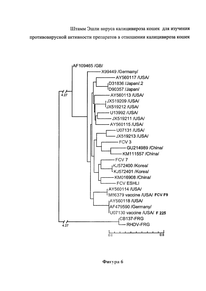 Штамм эшли вируса калицивироза кошек для изучения противовирусной активности препаратов в отношении калицивироза кошек (патент 2628096)