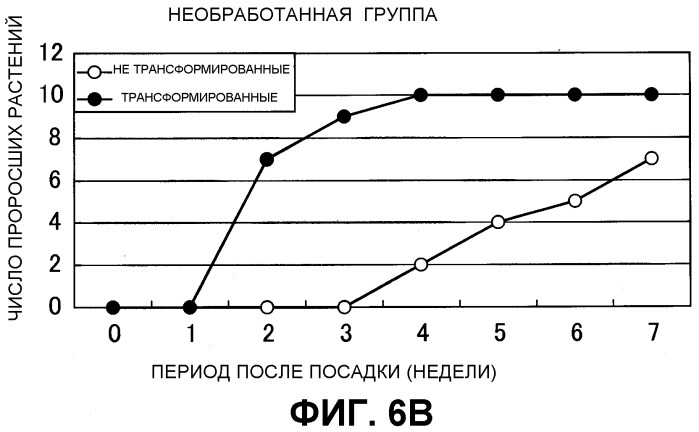 Растение, характеризующееся уменьшенным периодом покоя, и способ продукции указанных растений (патент 2298034)