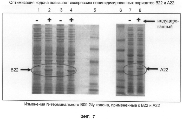 Нелипидизированные варианты антигенов neisseria meningitidis orf2086 (патент 2546873)