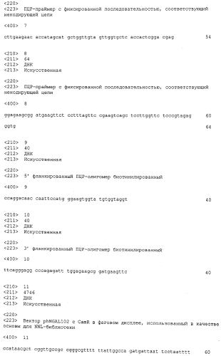 Мутеины липокалина 2 человека (lcn2, hngal) с аффинностью для определенной мишени (патент 2564125)