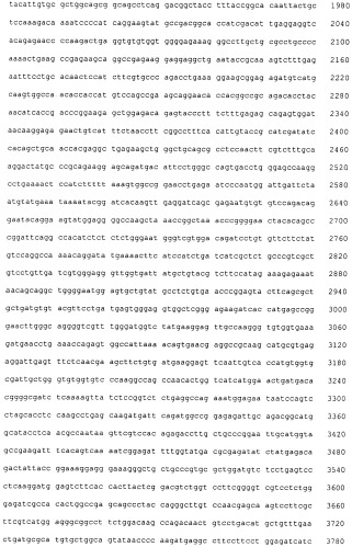 Pscaxcd3, cd19xcd3, c-metxcd3, эндосиалинxcd3, epcamxcd3, igf-1rxcd3 или fap-альфаxcd3 биспецифическое одноцепочечное антитело с межвидовой специфичностью (патент 2547600)